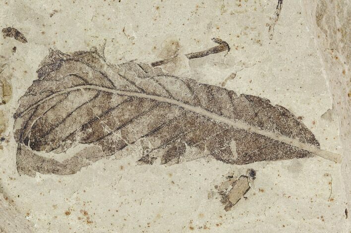 Fossil Leaf And Beetle Cluster- Green River Formation, Utah #109104